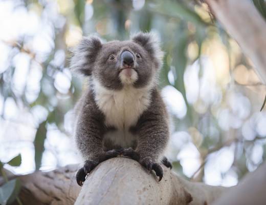 Koala op Kangaroo Island | selfdrive Australië