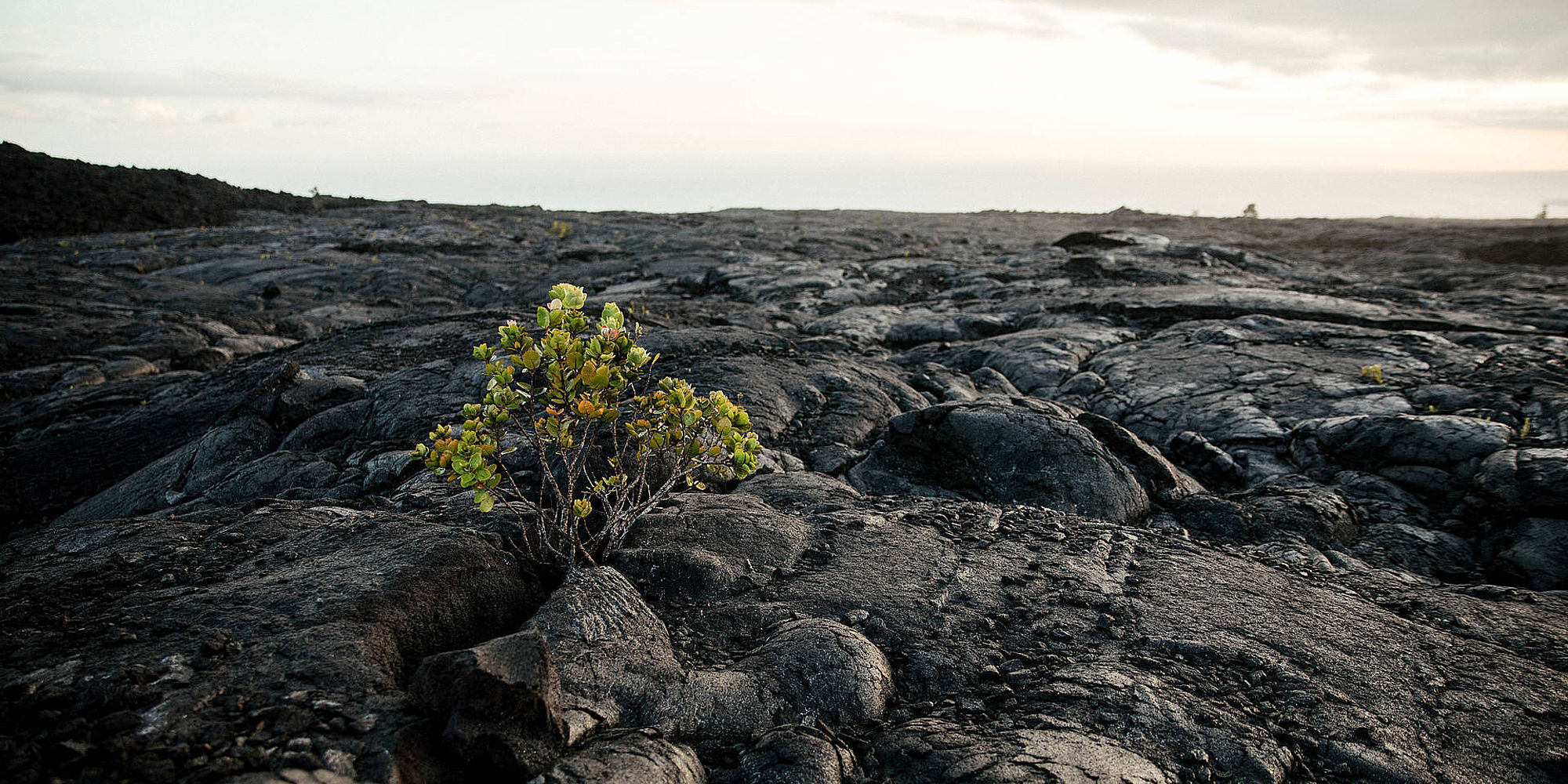 Hawaii Volcanoes National Park | vakantie Hawaii