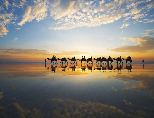 Camels at sunset Broome | Selfdrive Australië