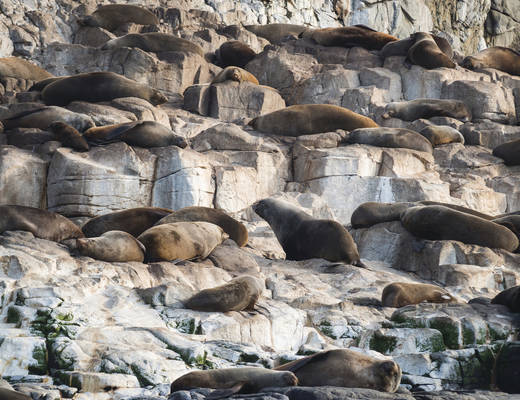 Zeehonden op Bruny Island Bruny Island zeehonden | rondreis Tasmanië