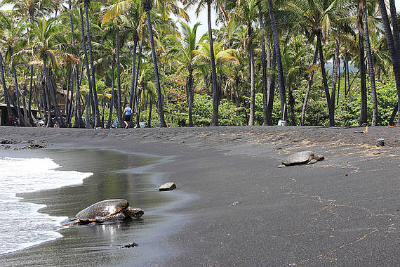 Punaluu Black Sand Beach, Big Island Punaluu Black Sand Beach | vakantie Hawaii