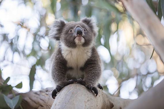 Kangaroo Island Kangaroo Island koala | vakantie australie