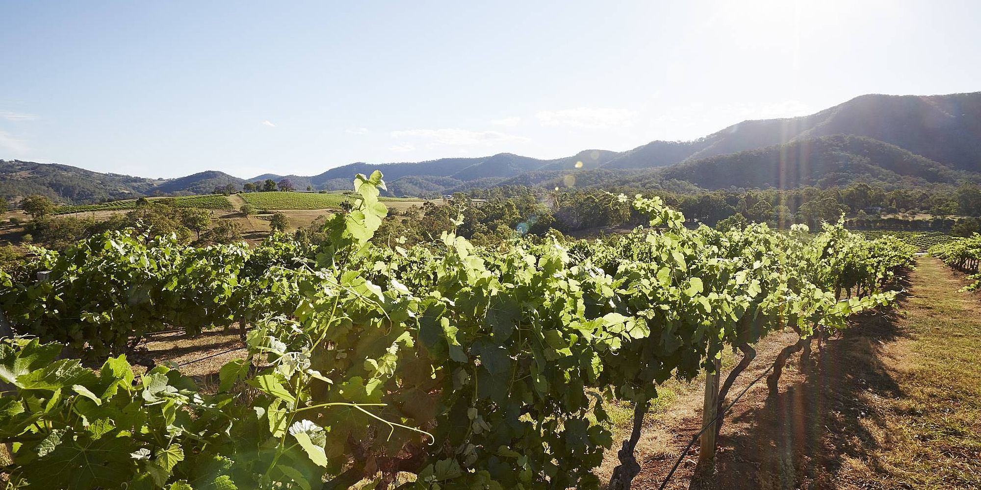 Hunter Valley wijngaard | rondreis Australië