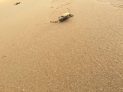 Zeeschildpad in Balgara Zeeschildpad in Balgara | rondreis Australië