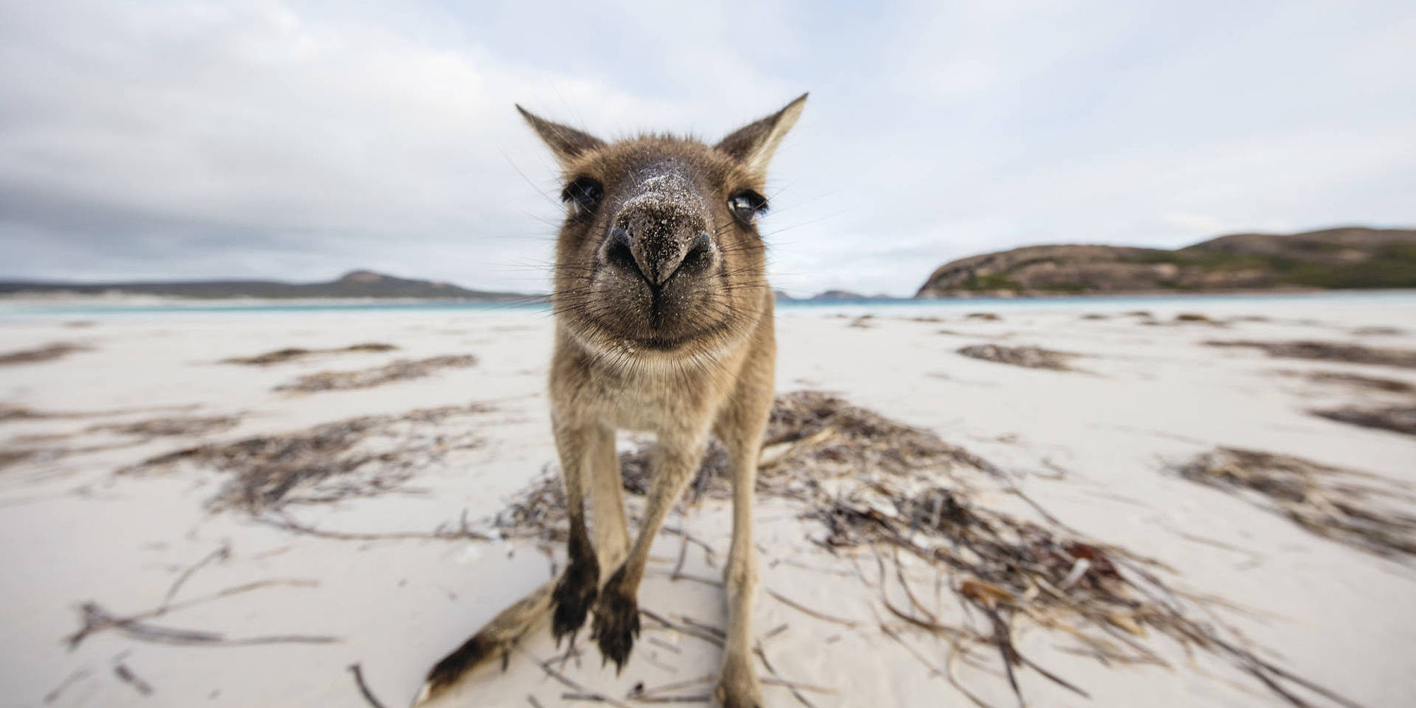 Kangoeroe bij Lucky Bay | rondreis Australië
