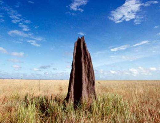 Lakefield National Park termietenheuvel | rondreis Australië