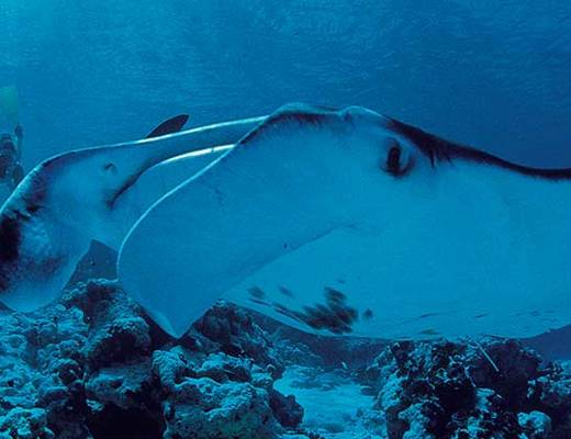 Fangatau Mantarog | vakantie Frans Polynesië