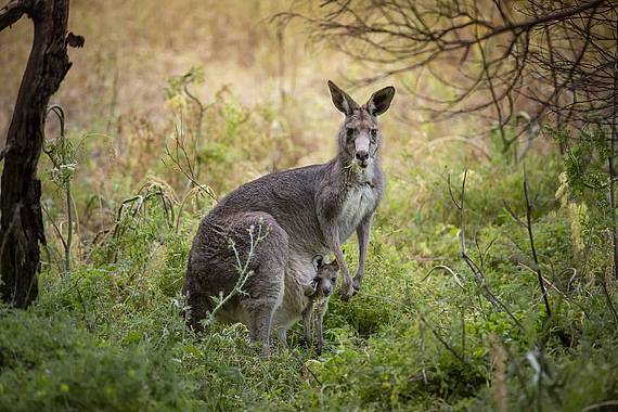 Kangoeroe met jong, Warrnambool Kangoeroe met jong | australie fauna
