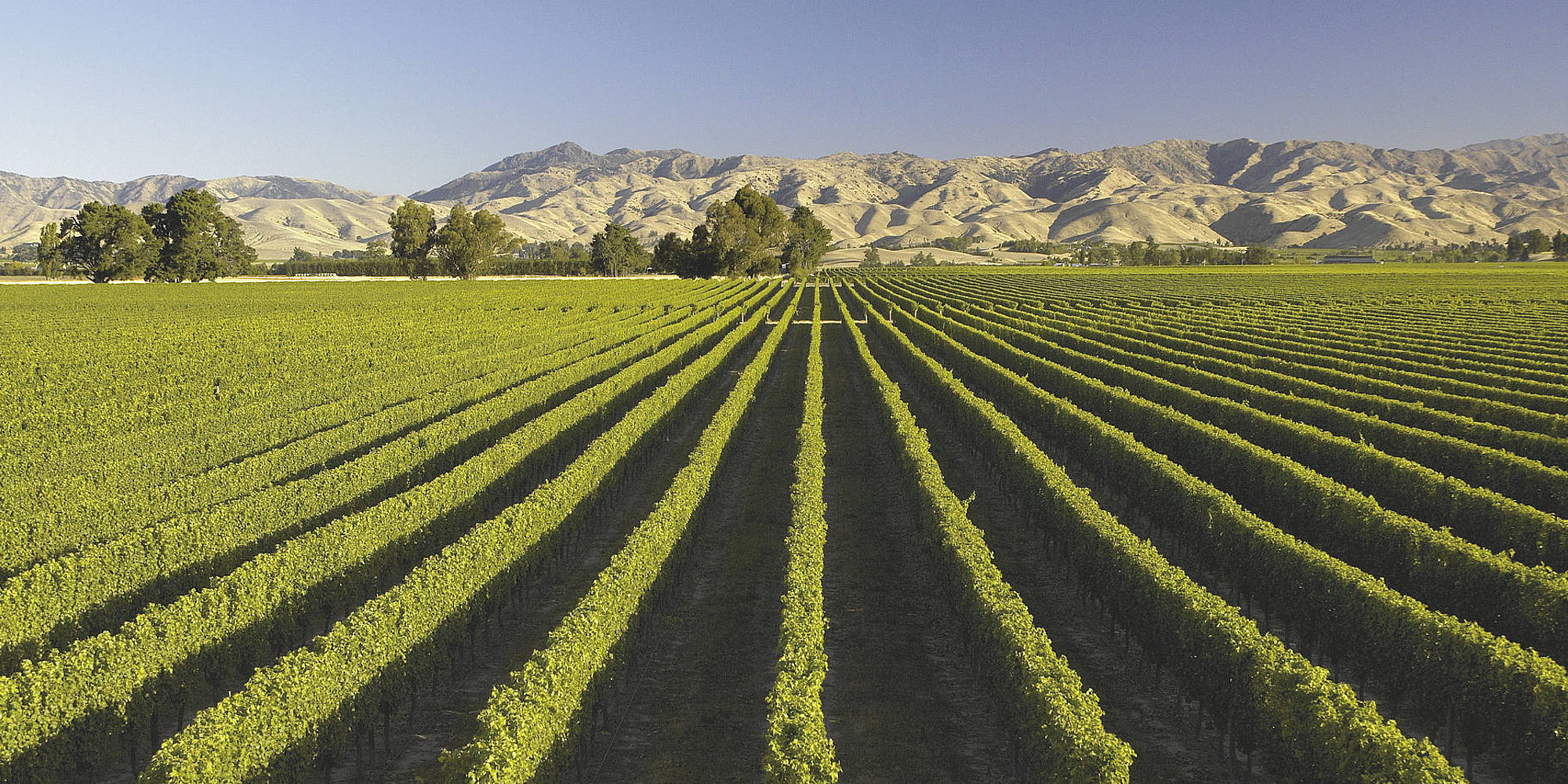 Classic New-Zealand Winetrail | vakantie nieuw zeeland