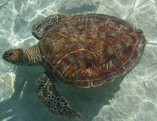 Fakarava Fakarava| vakantie Frans Polynesië