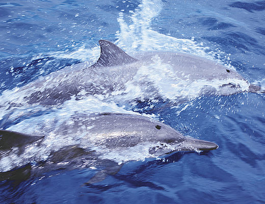 Dolphin & Whales ©Gregoire Le Bacon Dolphin & Whales ©Gregoire Le Bacon