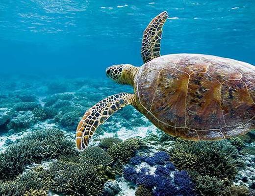 Capricorn Coast schildpad | rondreis Australië