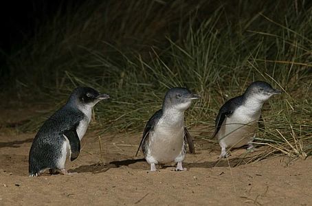Pinguïns op Phillip Island Phillip Island pinguins | rondreis Australië