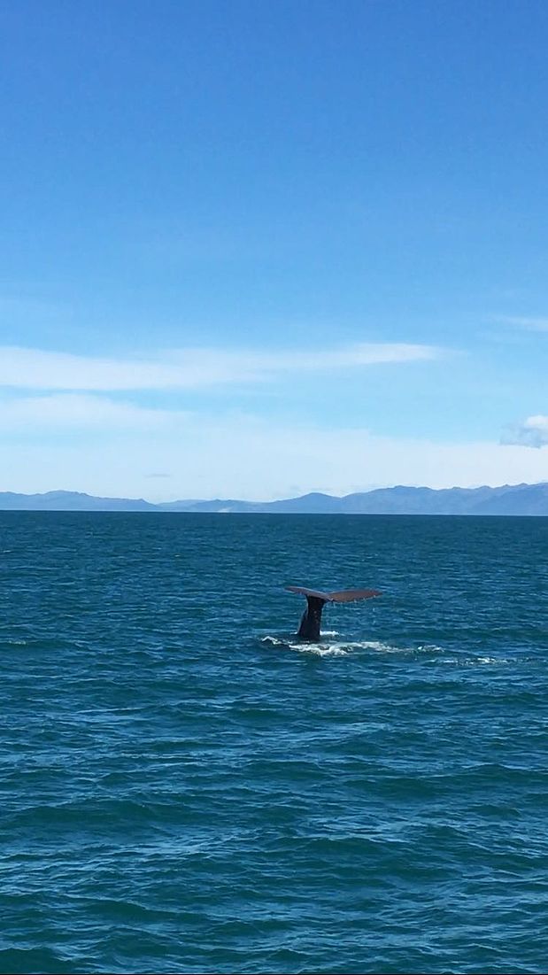 Walvis bij Kaikoura Walvis bij Kaikoura