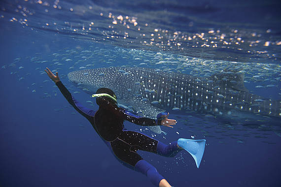 Walvishaai, Ningaloo Reef Ningaloo Reef walvishaai | vakantie australie