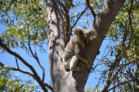 Koala op Magnetic Island Koala op Magnetic Island | camperreis Australië