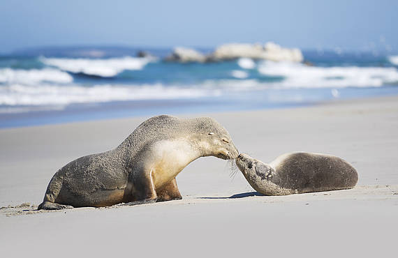 Seal Bay Conservation Park, Kangaroo Island Zeeleeuwen | Kangaroo Island