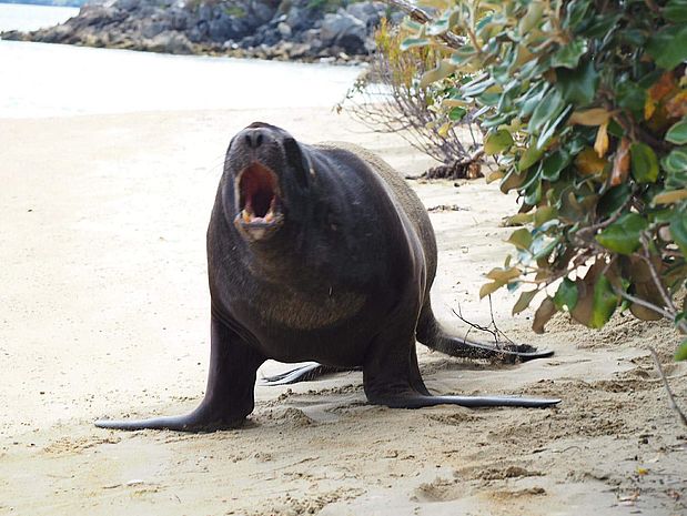 Stewart Island Stewart Island | rondreis nieuw-zeeland