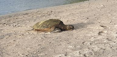 Schildpad op Big Island Schildpad op Big Island