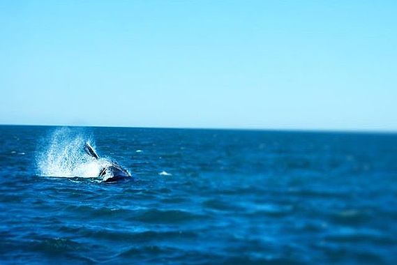 Whale Watching Broome Whale Watching Broome