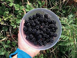 Vers Tasmaans fruit Vers Tasmaans fruit