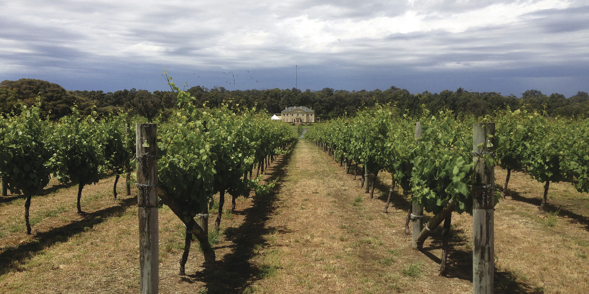 Margaret River vineyard | rondreis Australië