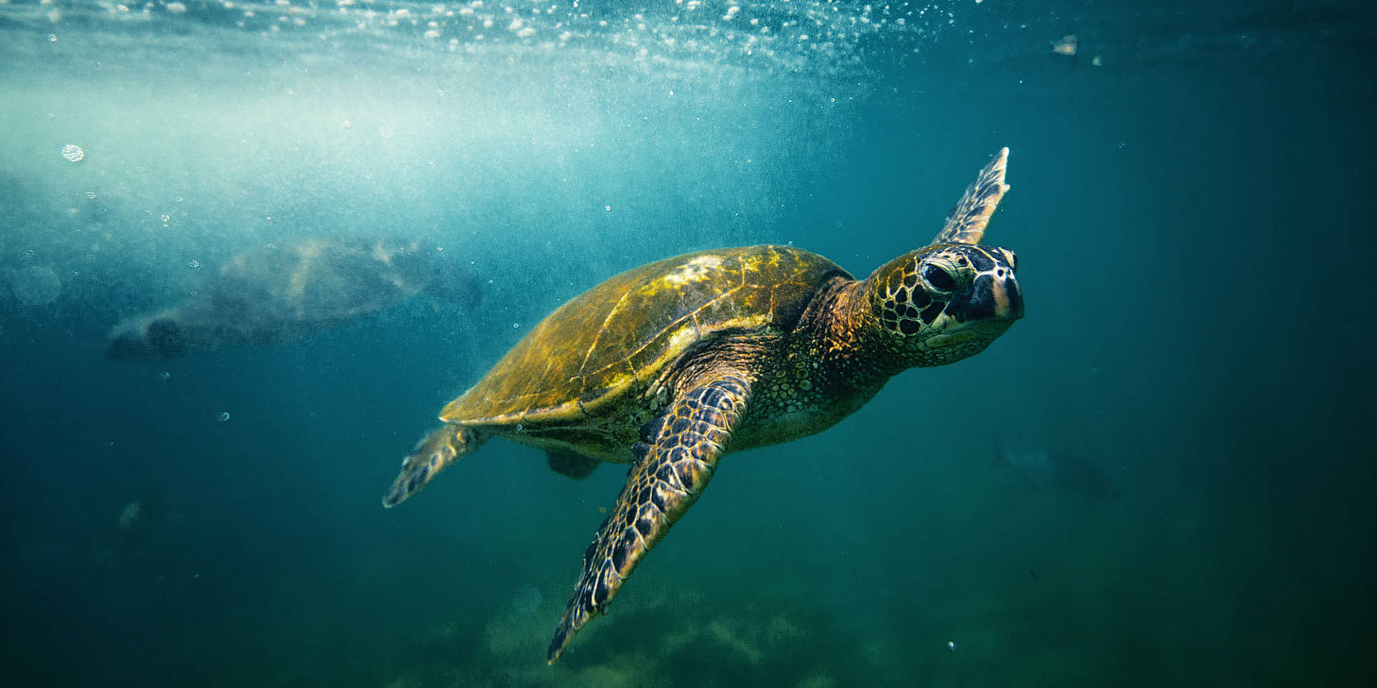 Big Island schildpad | vakantie Hawaii