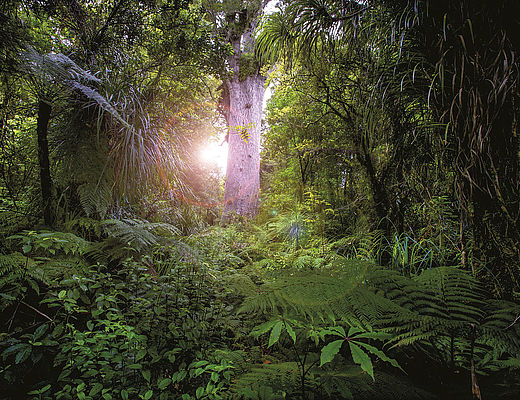 Waipoua Forest Encounter ©David Kirkland