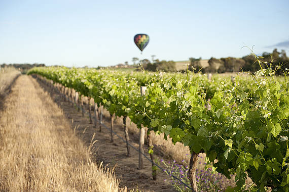 Wijngaard Barossa Valley image-21578