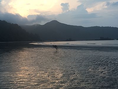 Kangoeroe op Cape Hillsborough Cape Hillsborough kangoeroe | rondreis Australie