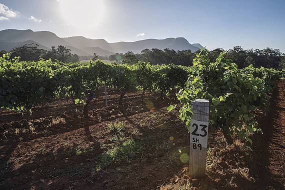 Hunter Valley Hunter Valley | vakantie australie