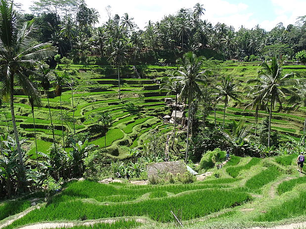 Rijstvelden op Bali Rijstvelden op Bali | Stopover Bali
